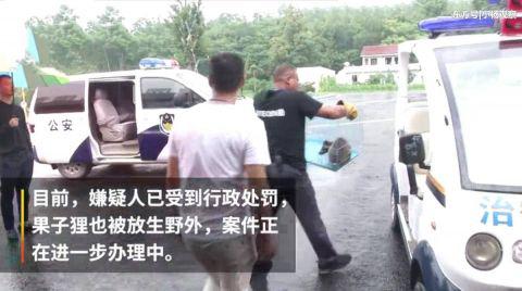 目前,嫌疑人已受到行政处罚,果子狸也被放生野外,案件正在进一步办理中。