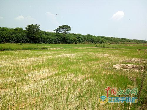 不少禾苗面临绝收
