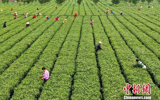 在江西省吉安市吉水县丁江镇塘边村白茶基地，茶农们正在采摘明前春茶。（资料图）　郭弘毅　摄