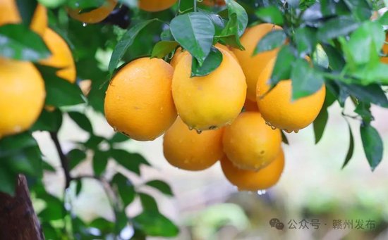 来源:赣州发布