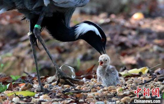 图为刚破壳而出的蓑羽鹤宝宝已站稳并紧随在鹤妈妈身旁觅食。　余会功　摄