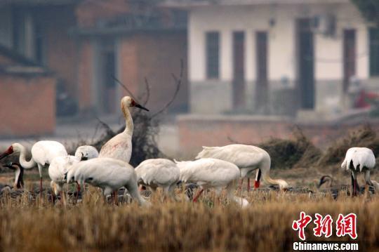 1月23日,中国最大淡水湖鄱阳湖发现环志鸿雁。 唐超群 摄
