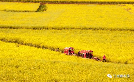 最佳赏花时间:每年春季3月份