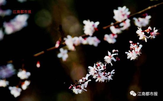 春天的凤凰沟还有海棠、油菜花、玉兰等,美如画卷!
