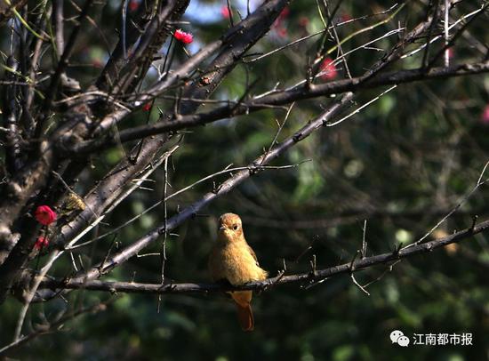 赏花最佳时期:3月份