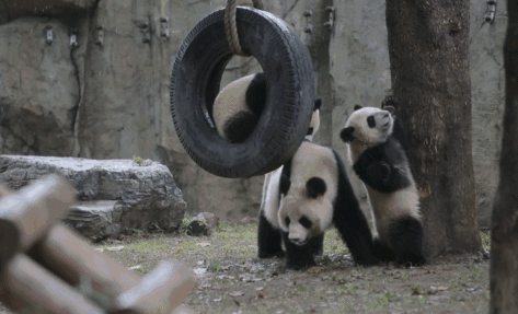 (图片来源网络)