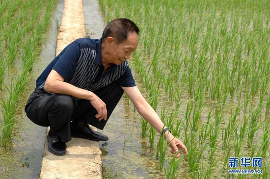 袁隆平在实验田观察水稻长势(2007年5月10日摄)。新华社记者 赵众志 摄