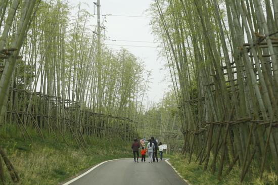 竹林步道