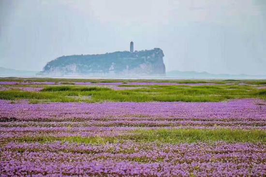 鞋山花海