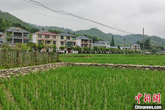 马源村内，一栋栋被改造成民宿的房屋窗明几净。　黄钰涵　摄