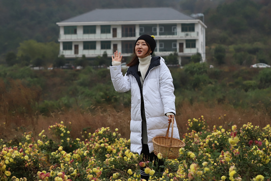 嘉宾在黄岭金黄村菊花扶贫基地取景拍摄。