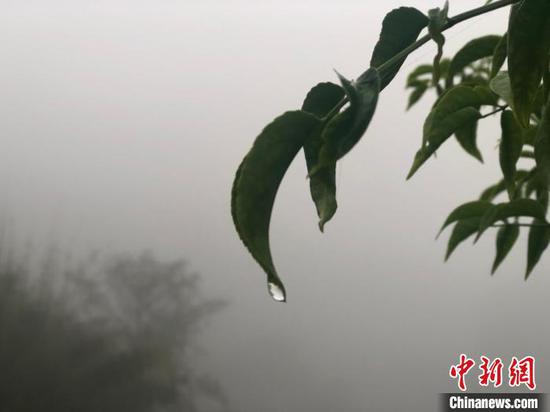 立夏以后,江南正式进入雨季,雨量和雨日均明显增多,连绵的阴雨天气将持续。 袁汝晶 摄