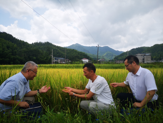 农行驻村工作队深入田间地头查看稻谷种植情况