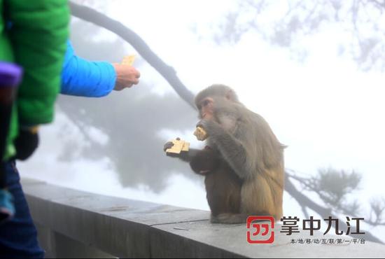 游客投喂猕猴