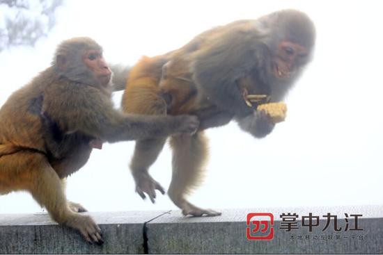猕猴抢食
