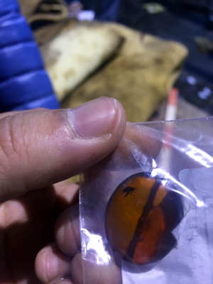 出土精美琥珀