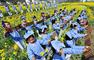 2016年3月25日，江西省婺源县溪头龙尾小学近50名身穿古装的学童，在江岭景区万亩梯田油菜花海中诵读经典国学。卓忠伟占斌/视觉中国