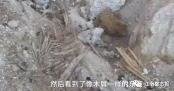 (挖出的木屑)