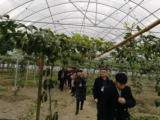 果田“沙洲果园”种植的百香果