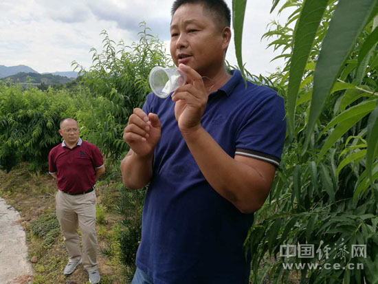 　　镇岗乡黄洞村鹰嘴桃扶贫基地的谢富泉向记者展示常用的物理驱虫方法。盒子里的物体有特殊气味，能把虫子“熏”走。中国经济网记者范戴芫/摄