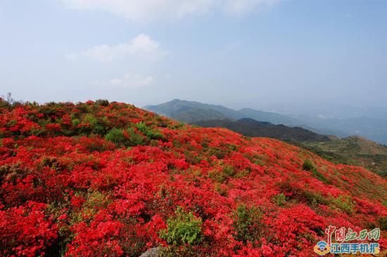 石城八卦脑漫山杜鹃花开