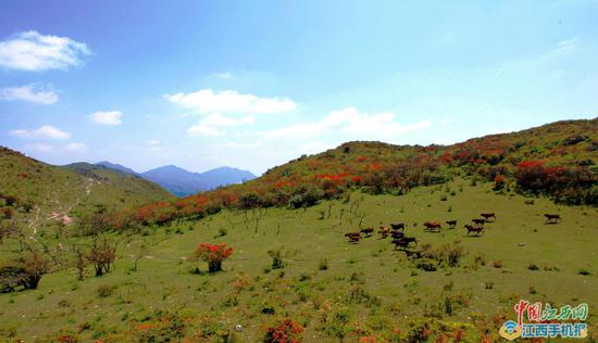 石城八卦脑漫山杜鹃花开