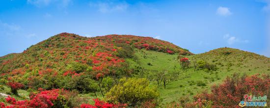 石城八卦脑漫山杜鹃花开