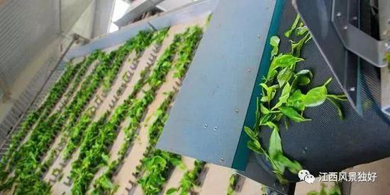 自动化茶叶加工车间