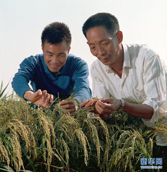 这是1976年,袁隆平(右)与同事李必湖在观察杂交水稻生长情况。新华社发