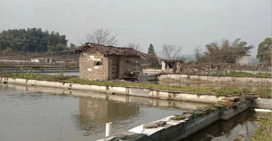 农户甲鱼养殖场