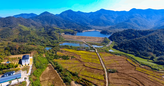黄岭乡有机菊花基地