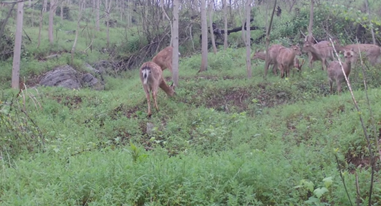  Peng Ze: Eight Deers "Go to the Fair", Leisure and Self satisfied