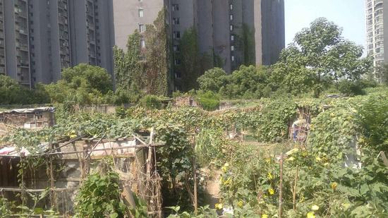 岱山街道梨园二区私种菜地整改前