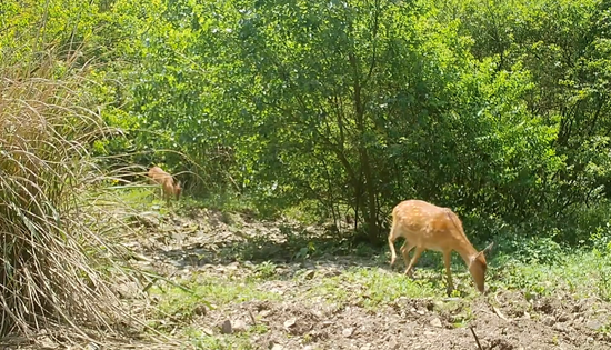  Jiujiang Infrared Camera Captures Six Deers Walking Together for the First Time