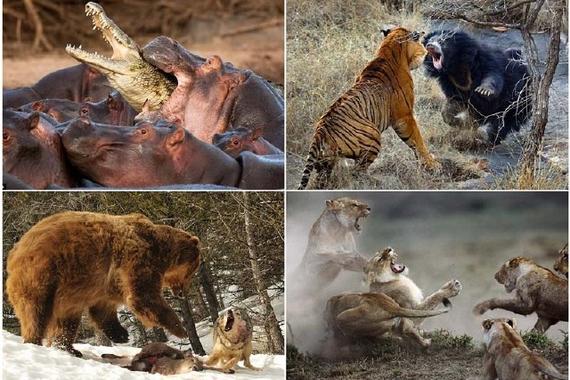 “来 互相伤害”之崛起的A级纯电动市场