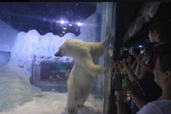 为什么说汽车比“最悲伤北极熊”还要悲哀