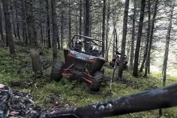 一只“野猫”和一片山林的故事