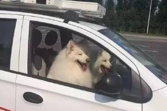 百度无人汽车驾照考试 司机竟是两只汪星人