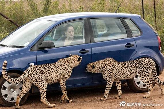豹子凑近蓝色小车 女司机紧张得不敢出气