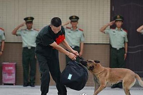 老兵退伍 警犬追车泪奔