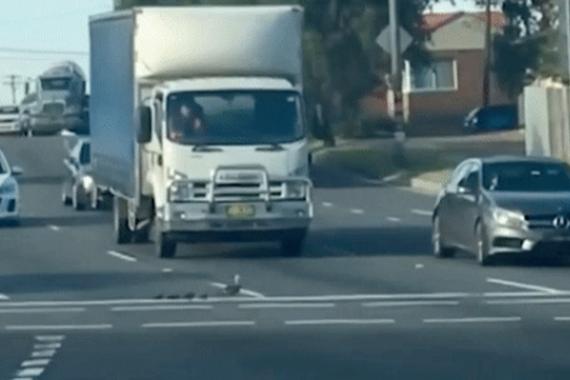 视频：鸭妈妈带小鸭过马路 司机纷纷停车
