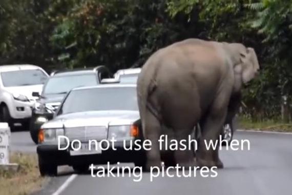 视频：实拍大象把奔驰当做交配对象