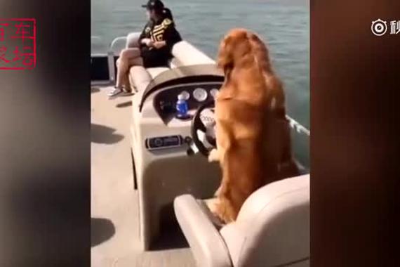 视频：汪星人当上老司机，太威风了