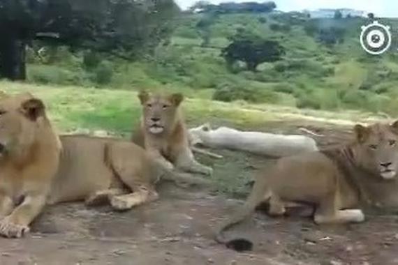 视频：野生动物园切记锁车门