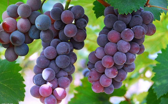 彪马球鞋-乐鱼app(leyu)官方网站-乐鱼官网