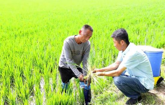 |农业绿色发展,凌海农产品被“端上”上海市民餐桌