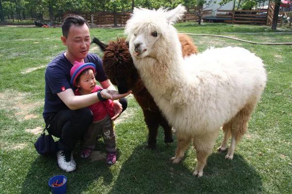 萌宠乐园、更多活动