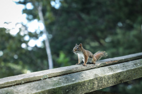 实力派相机佳能5D4与拍摄技巧带来的唯美加拿