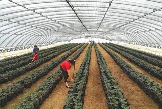 |农业绿色发展,凌海农产品被“端上”上海市民餐桌