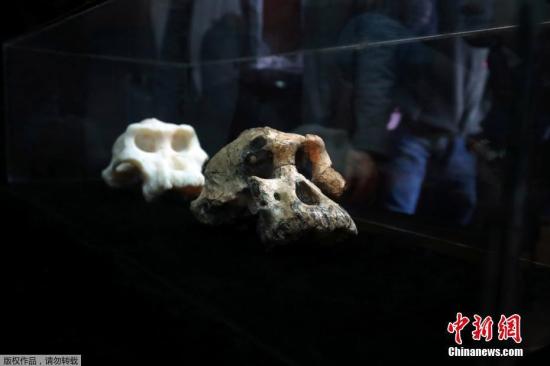 当地时间8月28日,美国克利夫兰自然历史博物馆公布了在埃塞俄比亚发现的、距今380万年的“非常完整的”南方古猿头骨,这一发现再次挑战了我们对人类进化的看法。